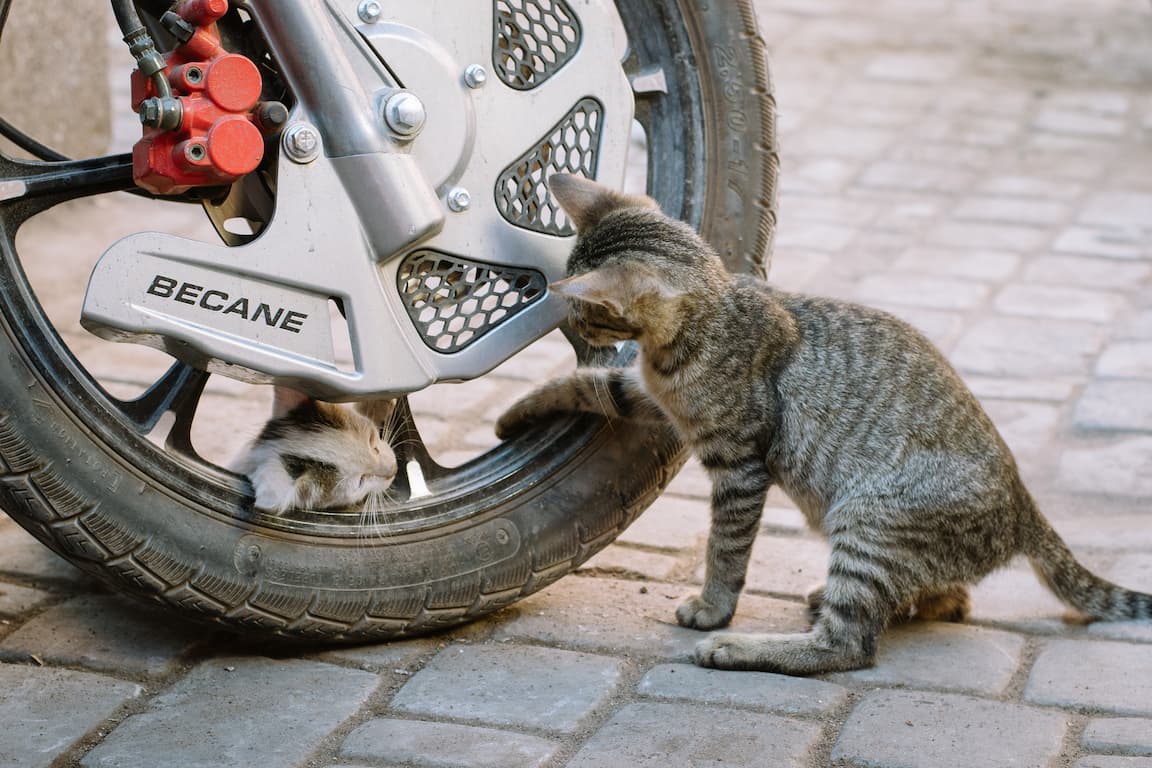 Two kittens play through the gap in a motorbike wheel