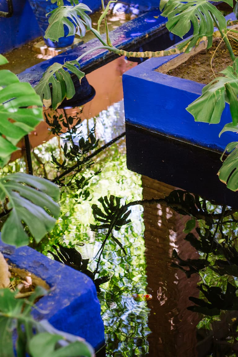 Some details of a water feature in the Jardin Majorelle. Blue plantpots and green plants reflected in the water