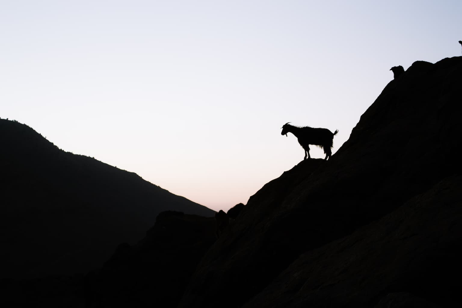 A goat silhouetted against the sky