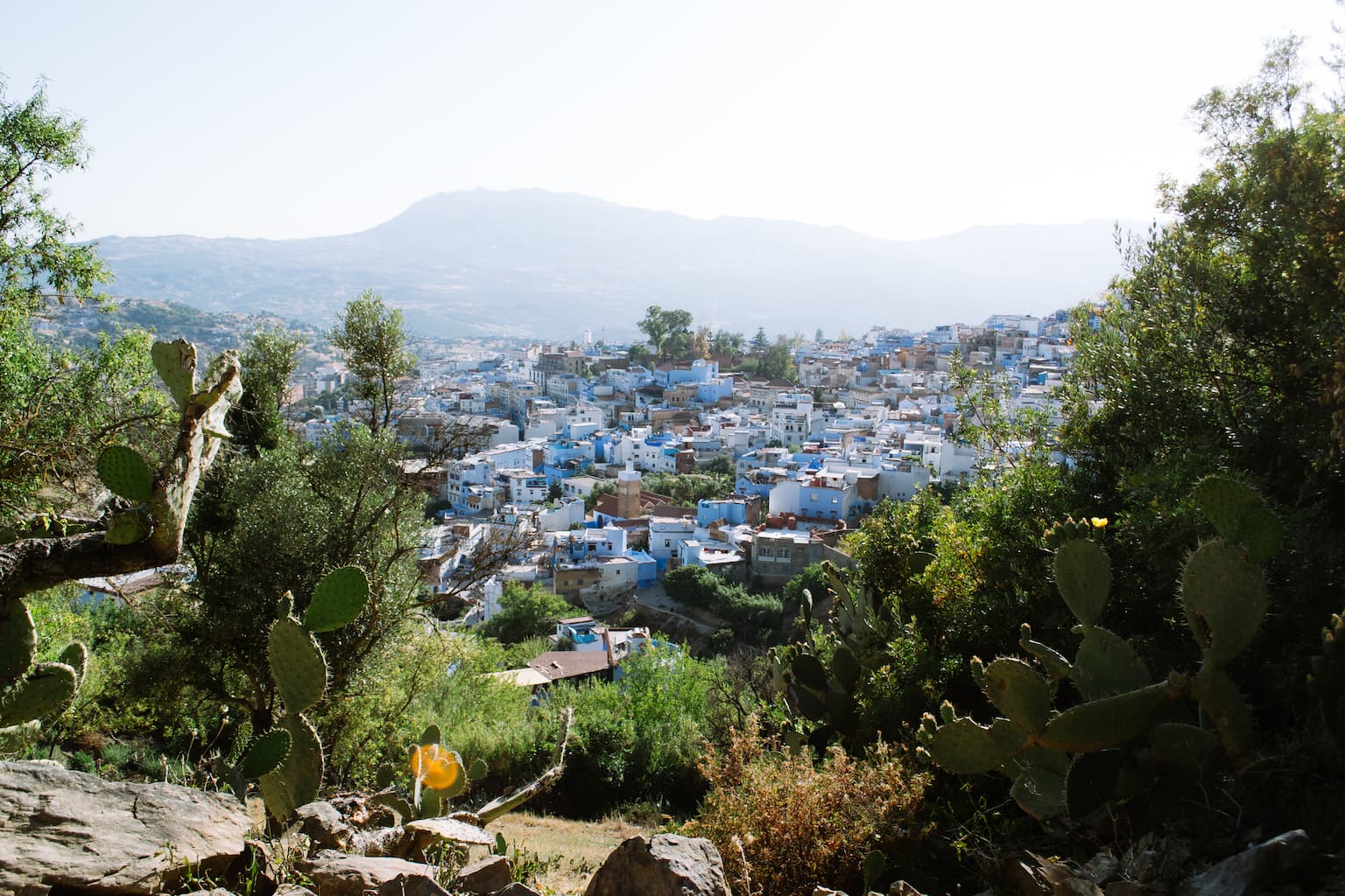 Looking out through some cacti over Chefchaouen at sunset