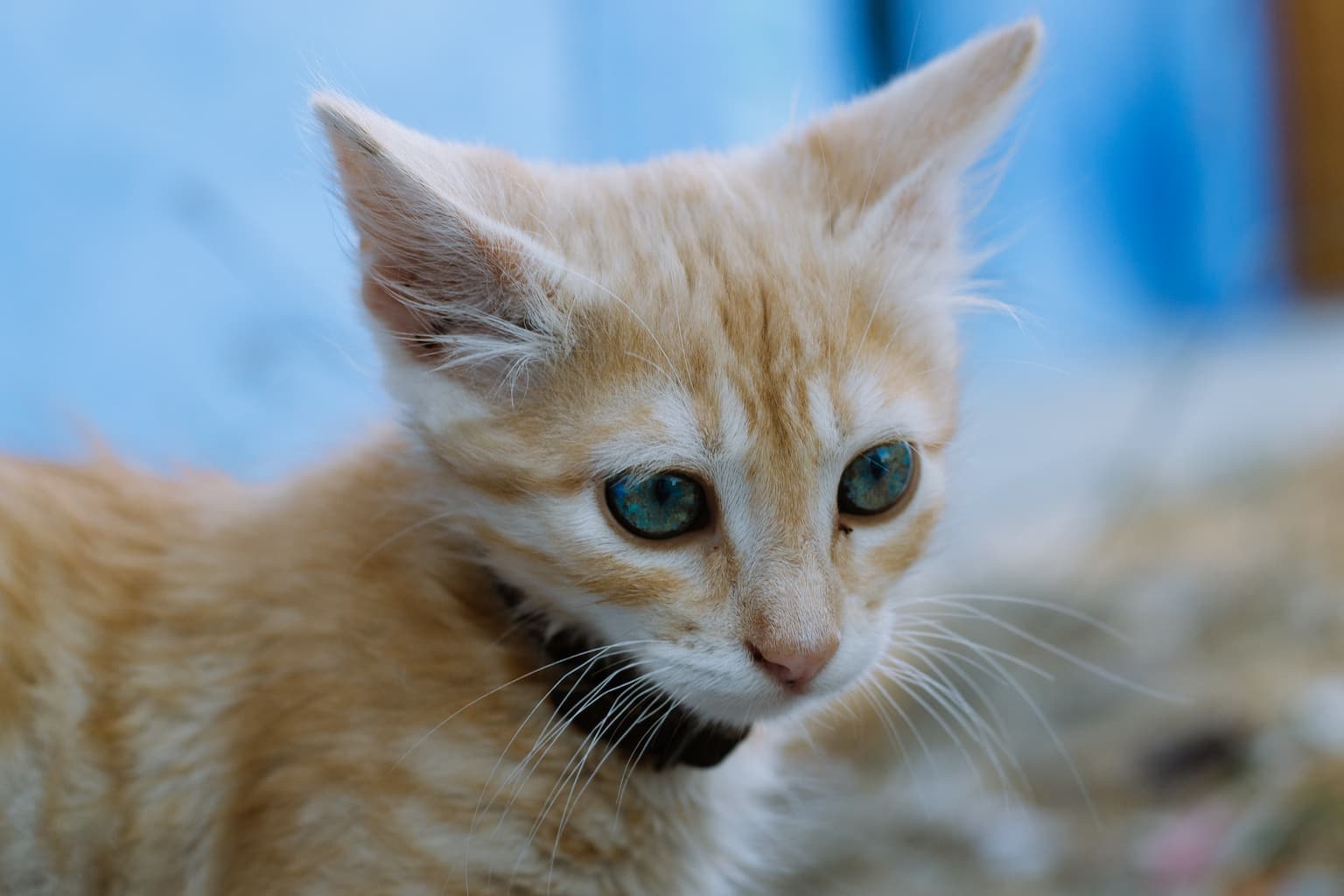 A kitten with very blue eyes