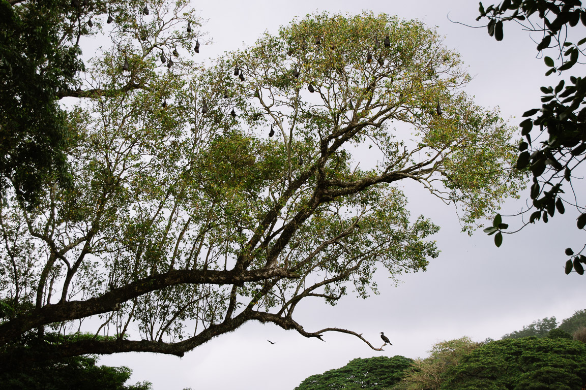 Bats and birds in the trees above Kandy Lake