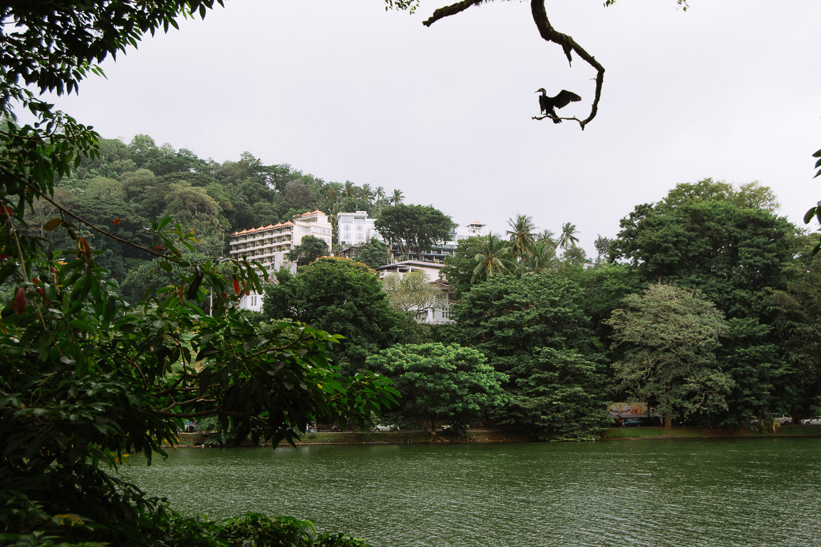 A white building in the trees above Kandy Lake