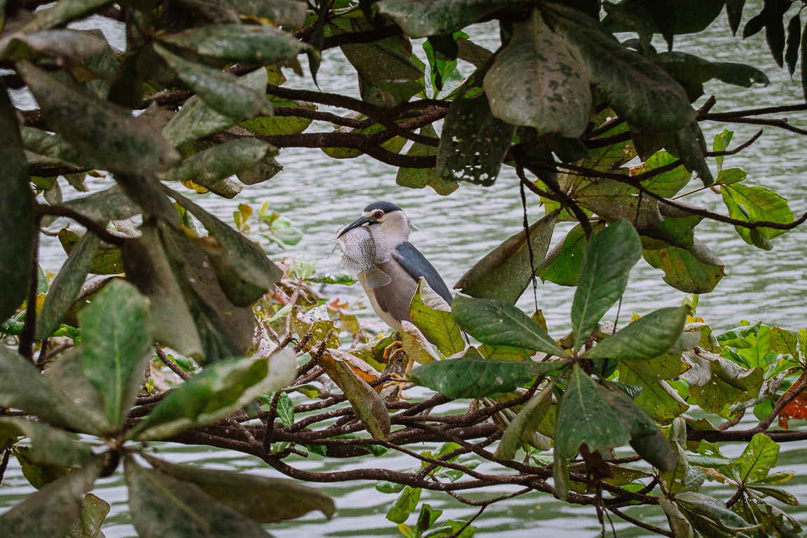 A bird with a fish in its mouth