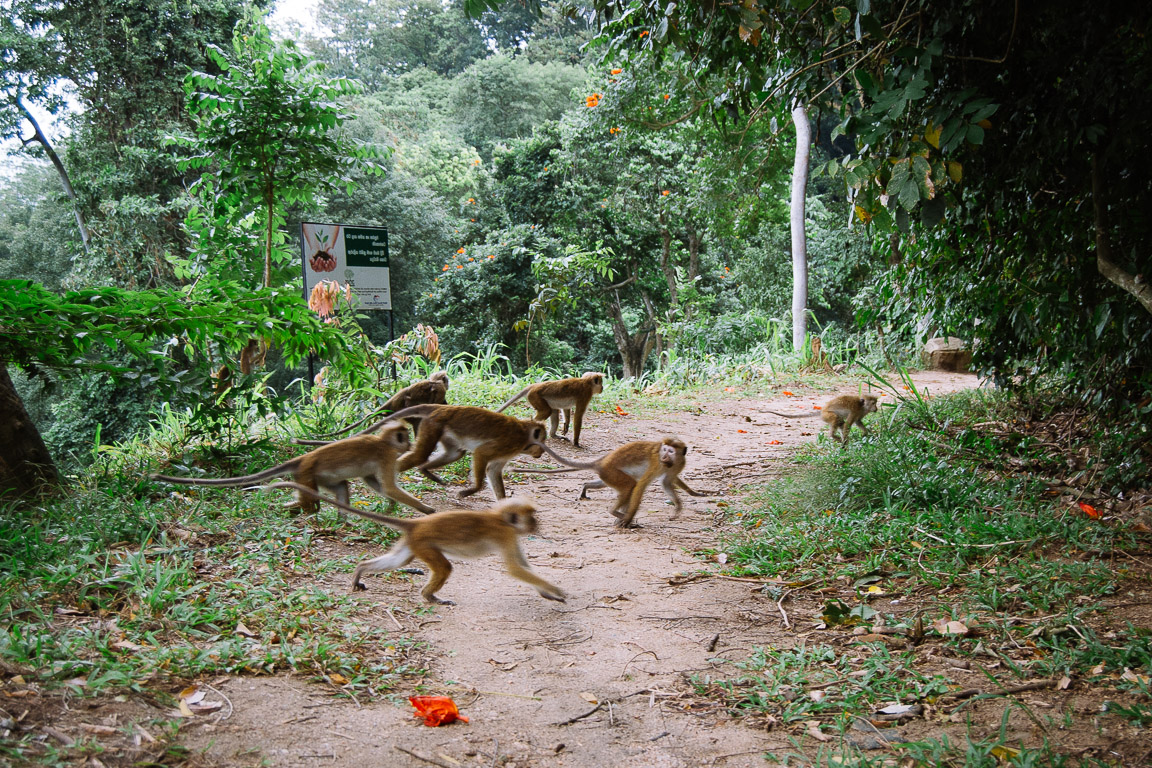 Monkeys running across a path