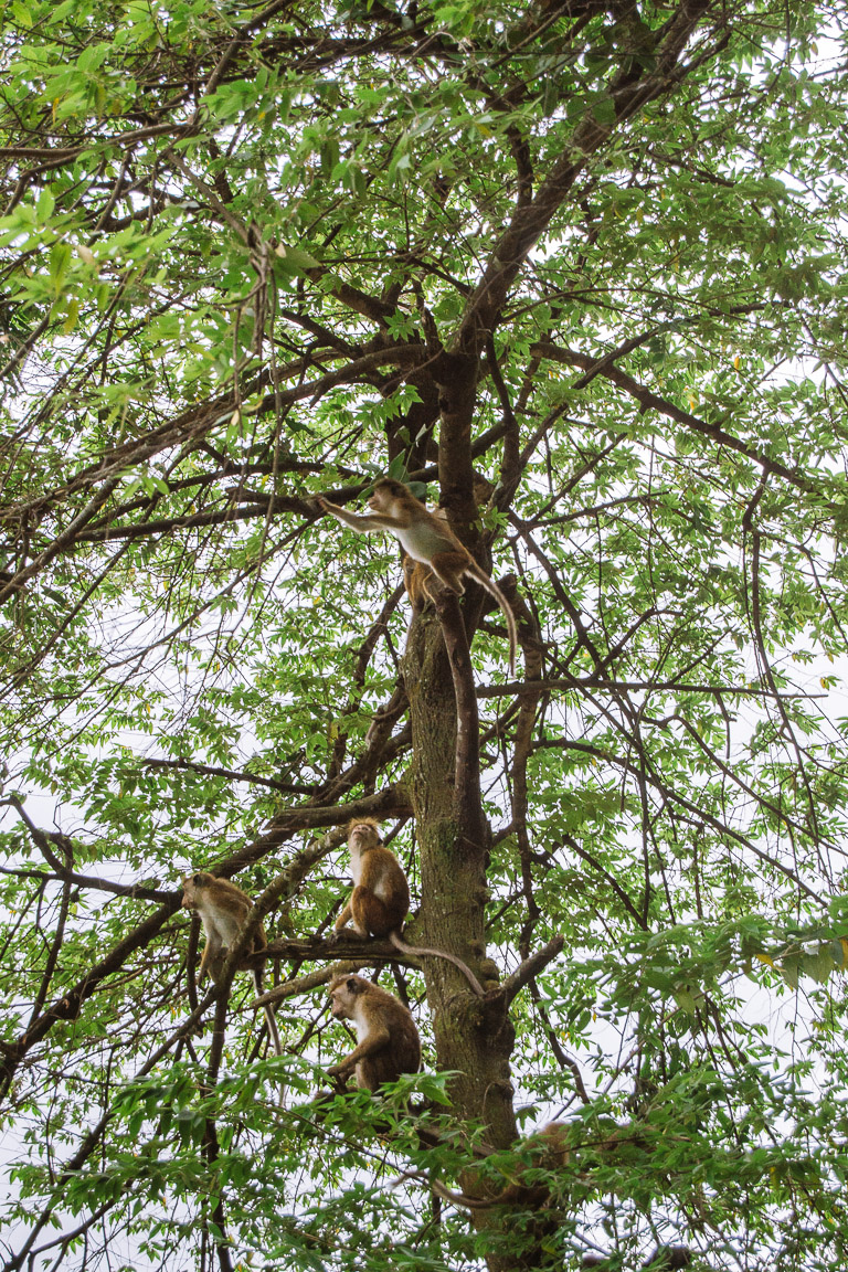 Monkeys in a tree