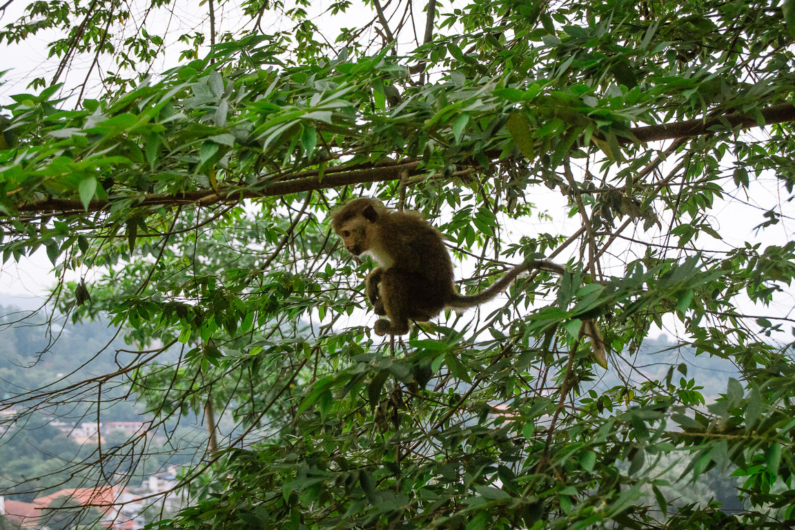 Baby monkey in a tree