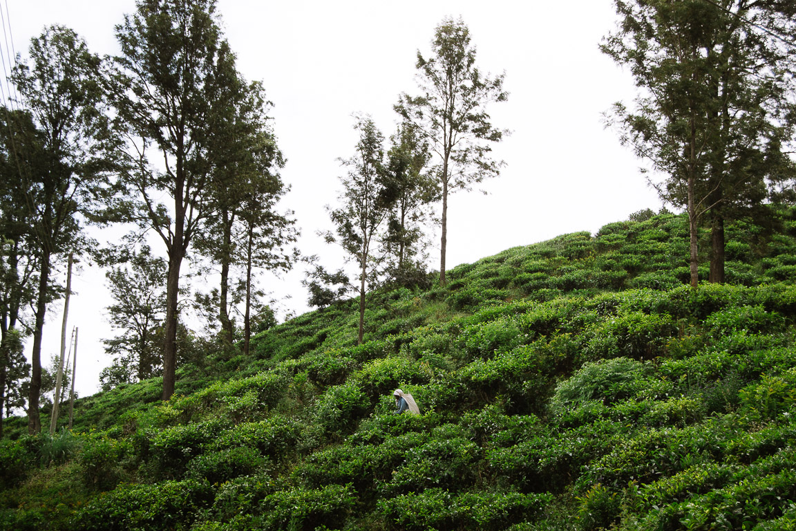 A worker in a tea plantation