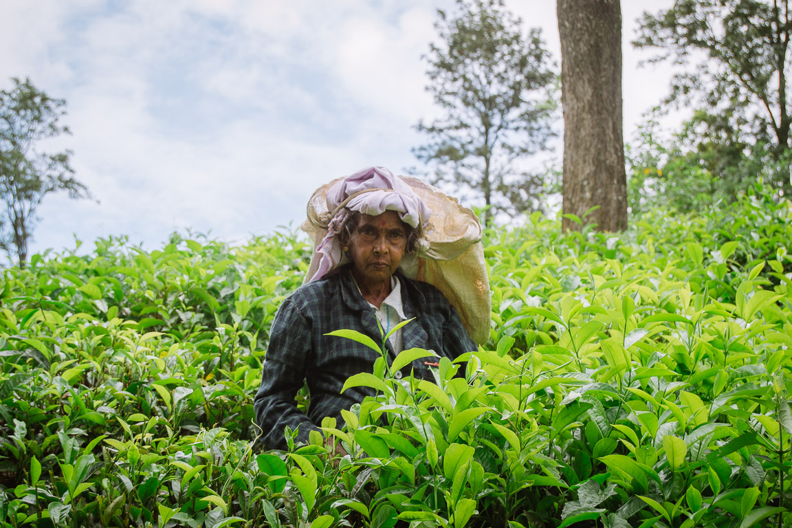 A worker in a tea plantation