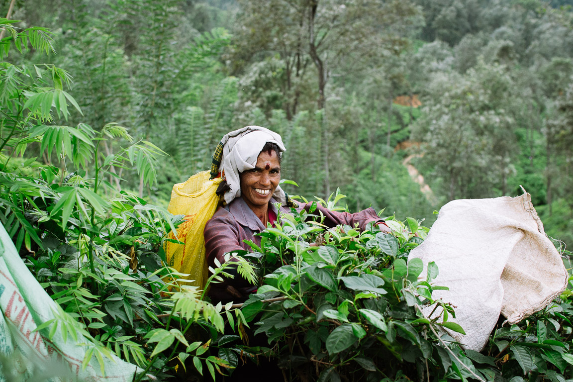 A worker in a tea plantation