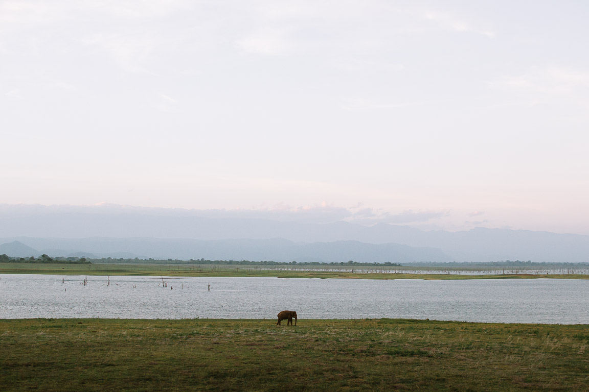 An elephant in the distance