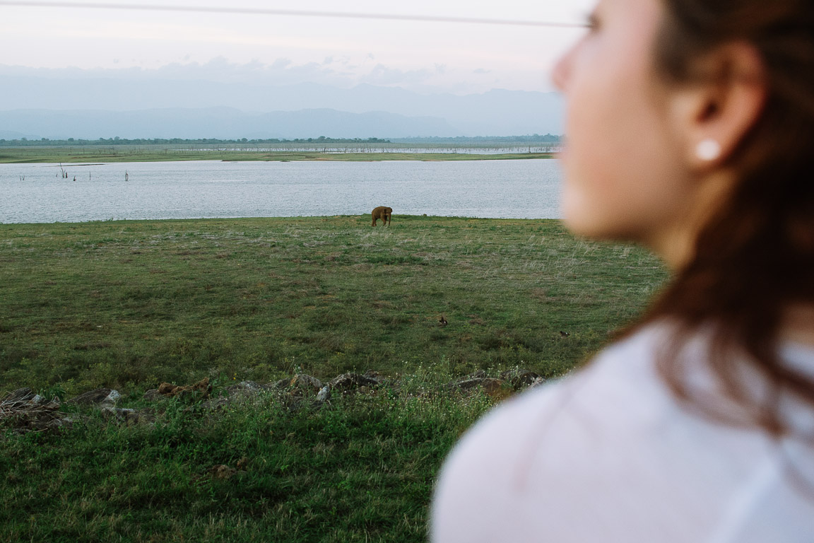 An elephant in the distance