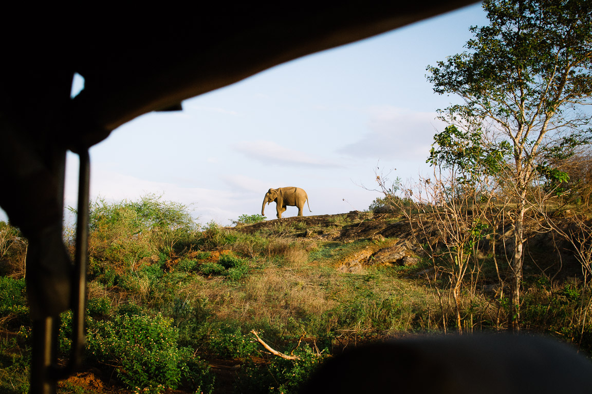 An elephant in the distance