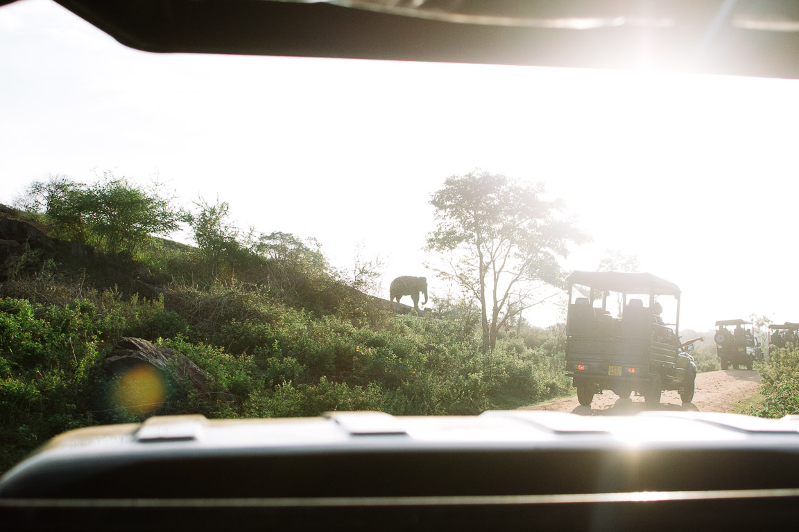 An Elephant and safari jeeps