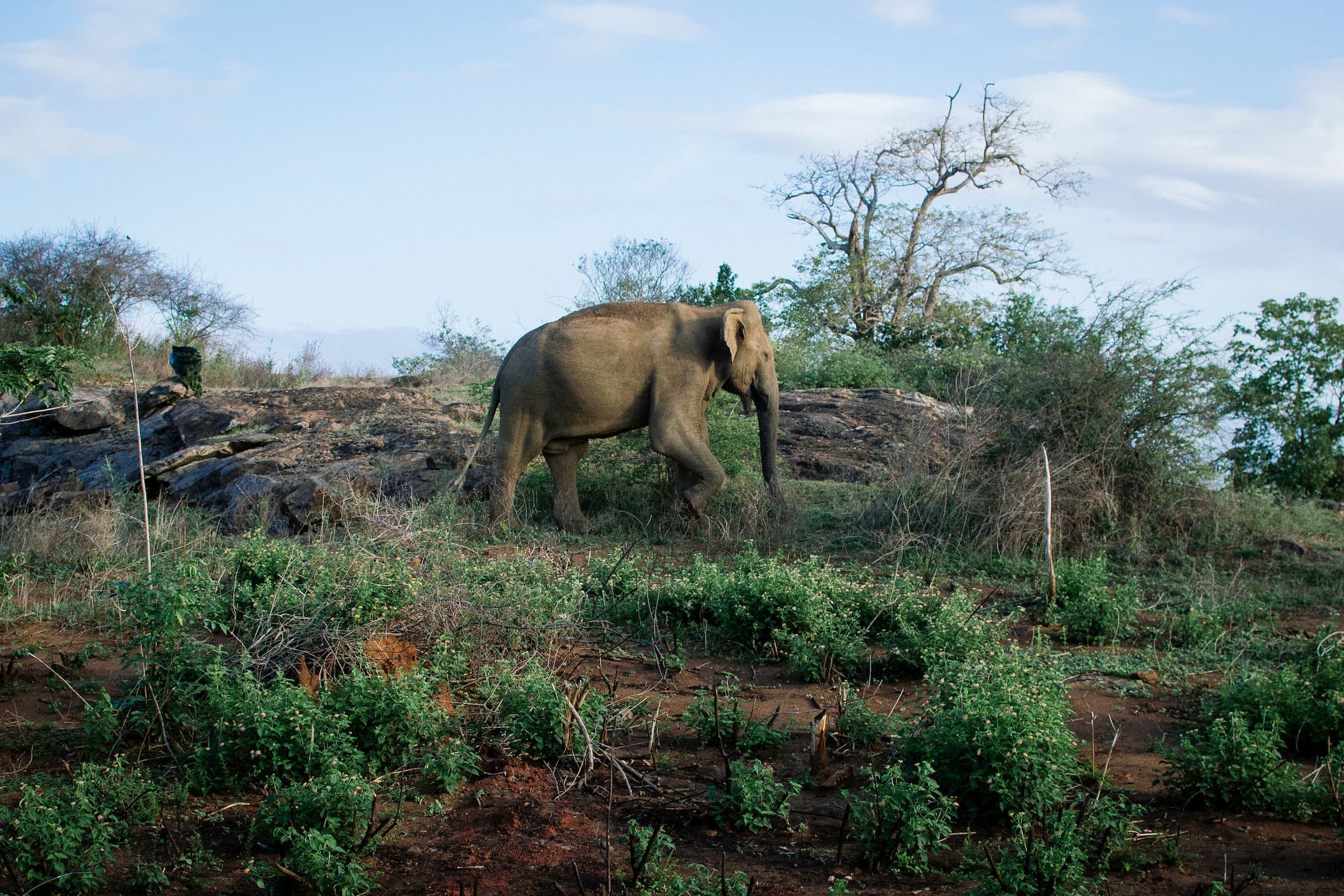 An elephant