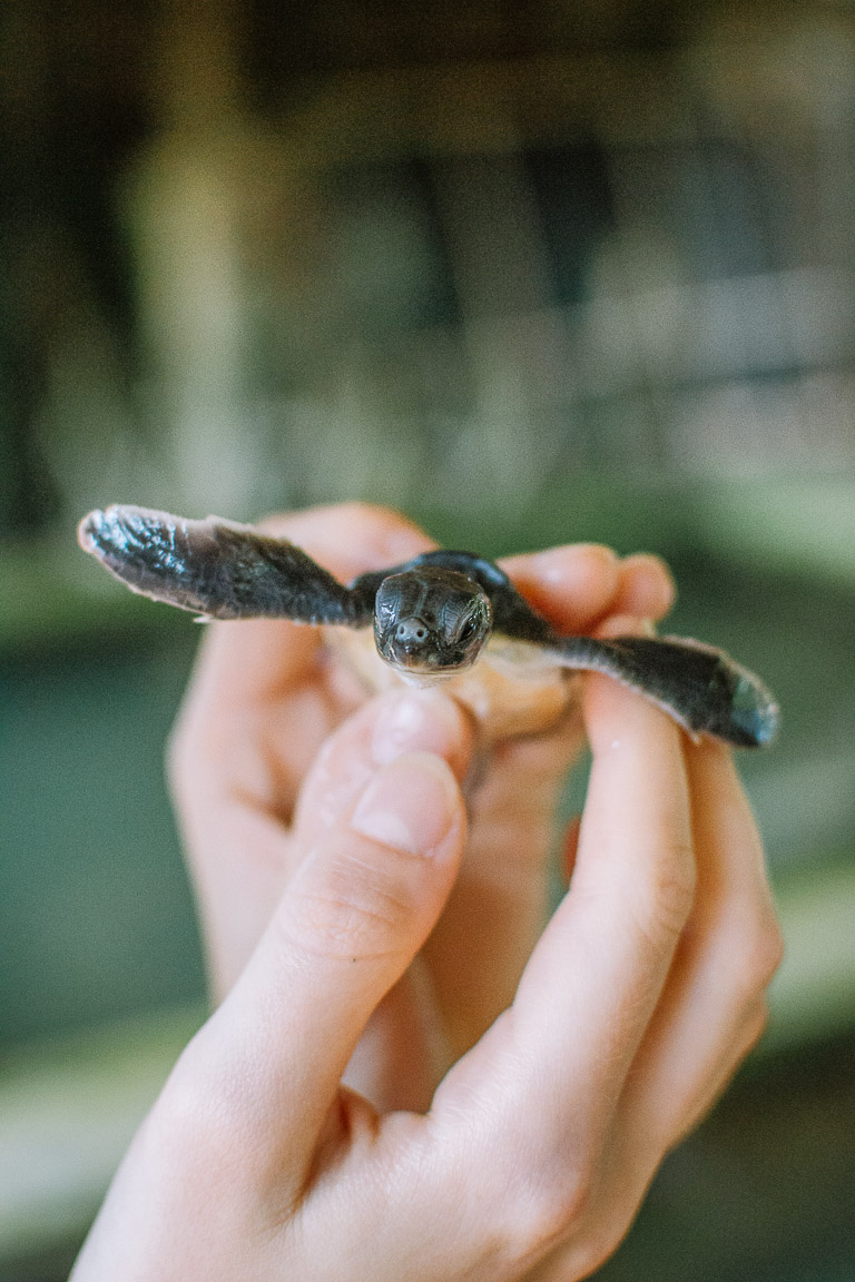 A baby turtle